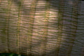 crocodile scales texture Tropical Plant 1980s A4 Photo Print