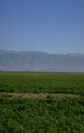 crops mountains sky 1980s 1990s A4 Photo Print