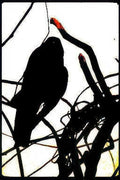 crow branch berry Vintage A4 Photo Print