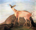 cso Deer Art A4 Photo Print