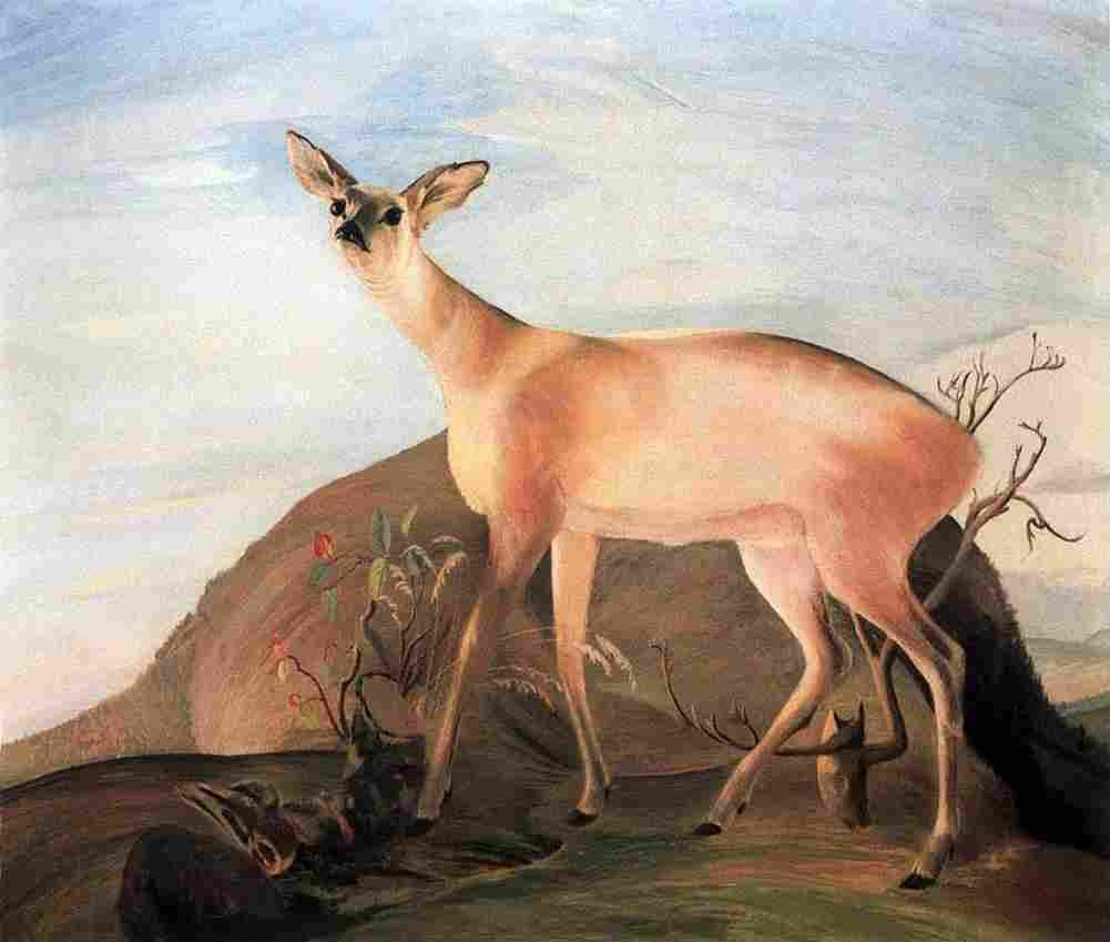 cso Deer Art A4 Photo Print