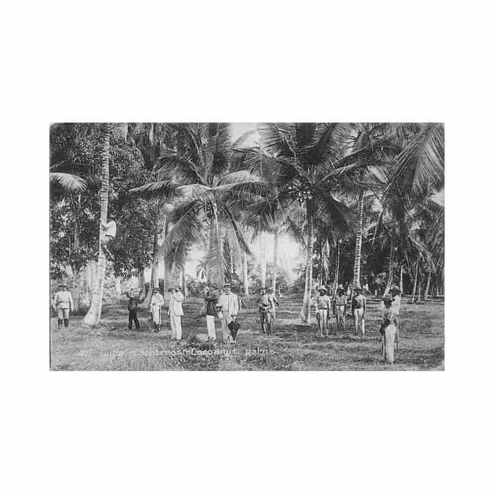 cuba cocoteros cocoanut palms ed desconocido Vintage A4 Photo Print