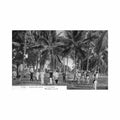 cuba cocoteros ed desconocido Vintage A4 Photo Print