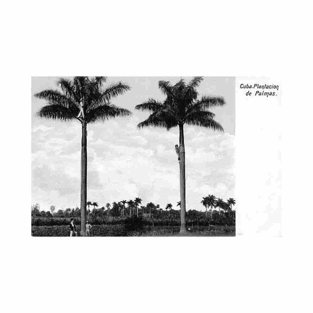 cuba plantacion de palmas ed desconocido Vintage A4 Photo Print