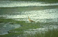 curlew mudflat uk Vintage A4 Photo Print