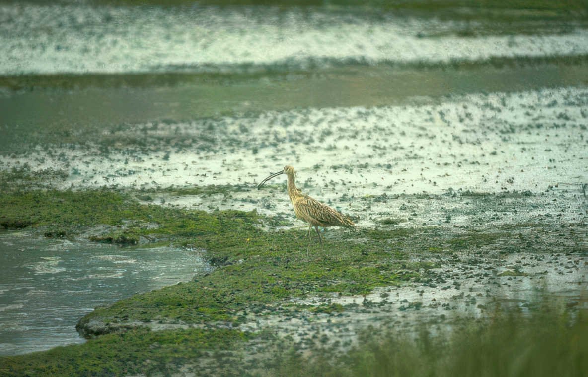 curlew mudflat uk Vintage A4 Photo Print