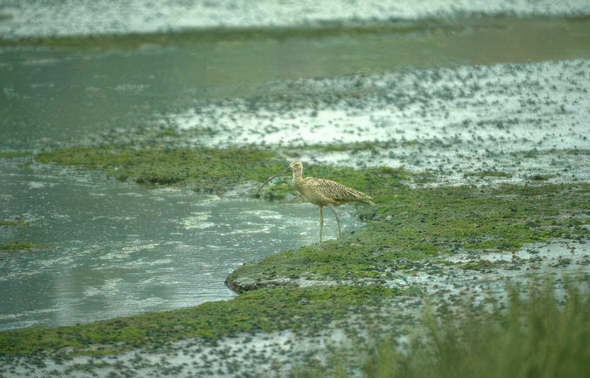 curlew mudflat water Vintage A4 Photo Print