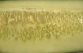 cut cucumber seeds Vintage A4 Photo Print