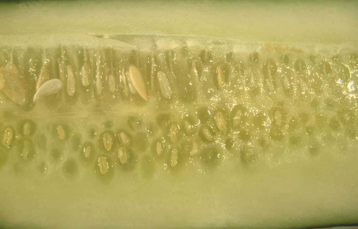 cut cucumber seeds Vintage A4 Photo Print