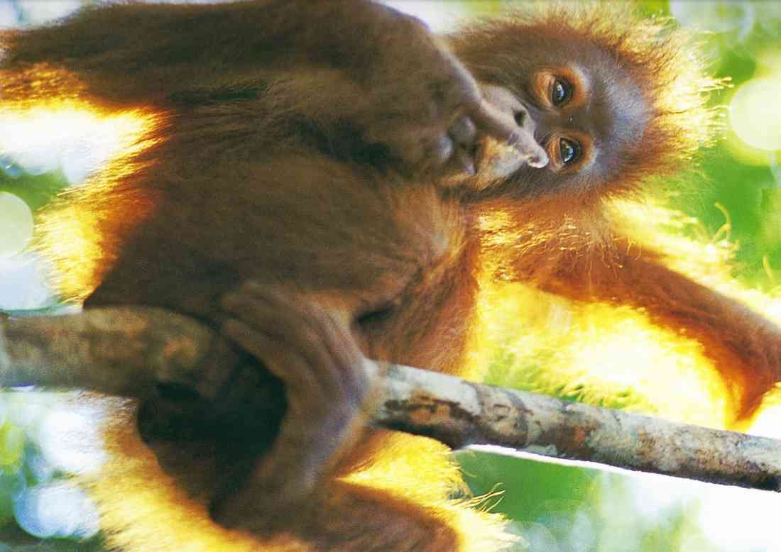 cute monkey A4 Photo Print
