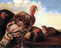 cuy Domestic Fowl Art A4 Photo Print