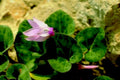 cyclamen pink rocks1980s 1990s A4 Photo Print