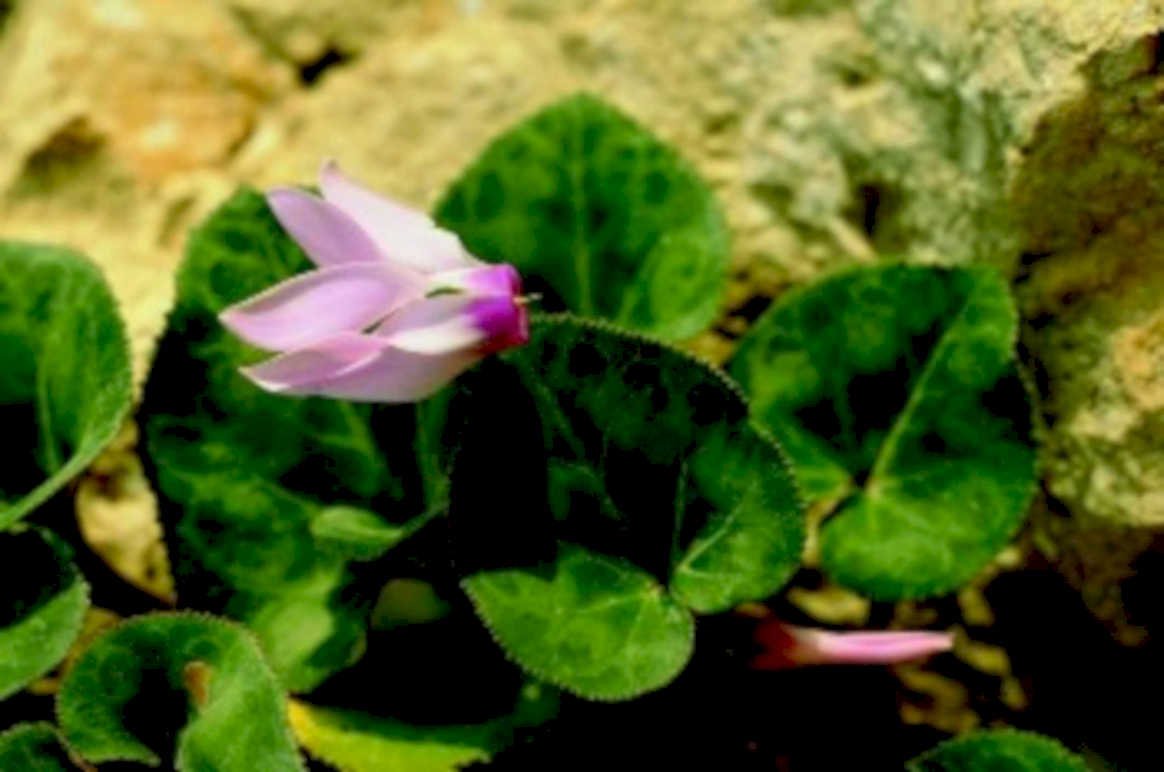 cyclamen pink rocks1980s 1990s A4 Photo Print