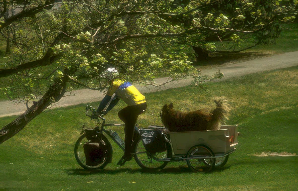 cycling dog trailer Vintage A4 Photo Print
