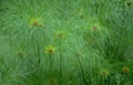 cyperus papyrus detail Vintage A4 Photo Print