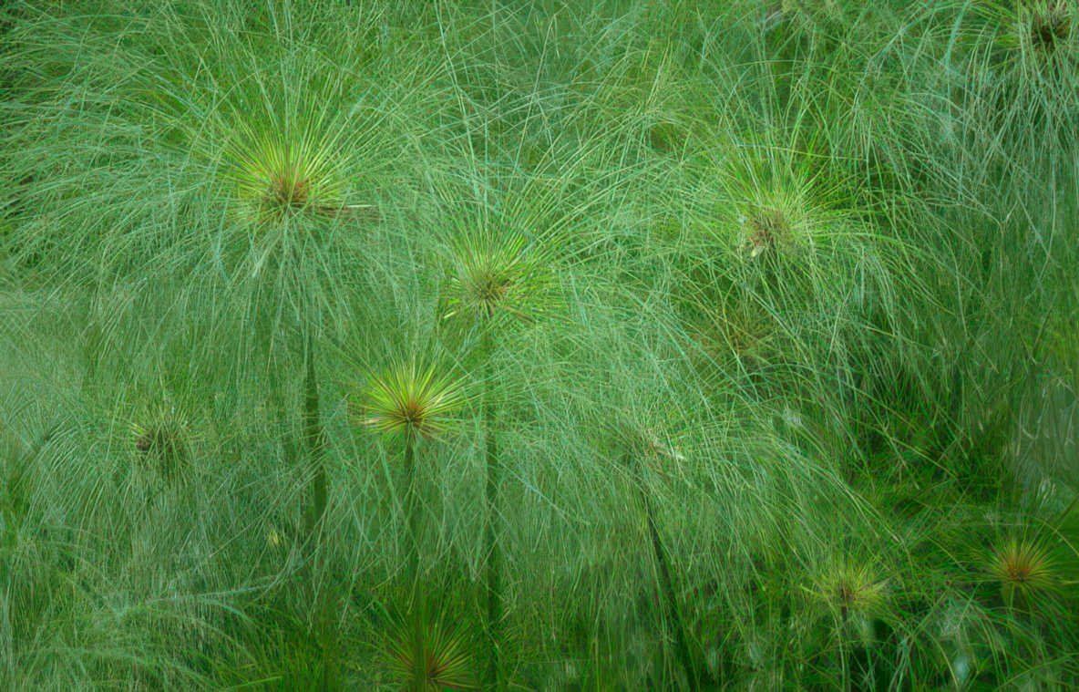 cyperus papyrus detail Vintage A4 Photo Print