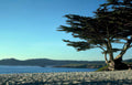 cypress big sur Vintage A4 Photo Print