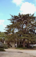 cypress building courtyard Vintage A4 Photo Print