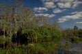 cypress swamp everglades 1980s 1990s A4 Photo Print