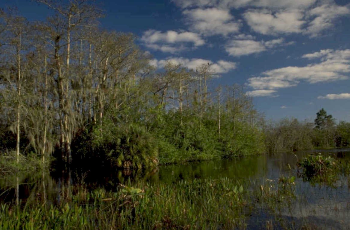 cypress swamp everglades 1980s 1990s A4 Photo Print