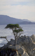 cypress tree coast 1980s 1990s A4 Photo Print