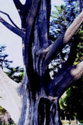 cypress tree trunk1980s 1990s A4 Photo Print