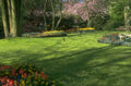 daffodils cherry blossoms 1980s 1990s A4 Photo Print
