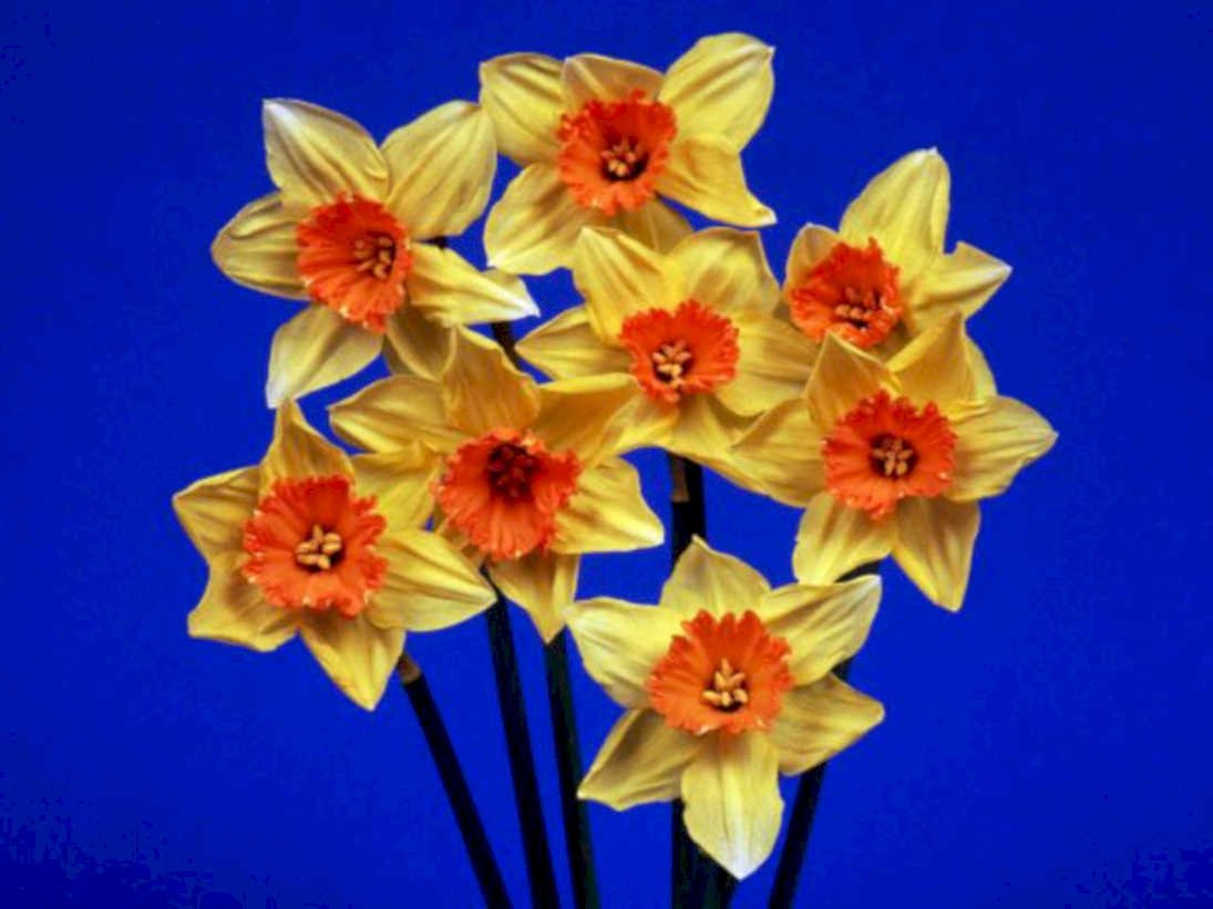 daffodils cluster blue1980s 1990s A4 Photo Print