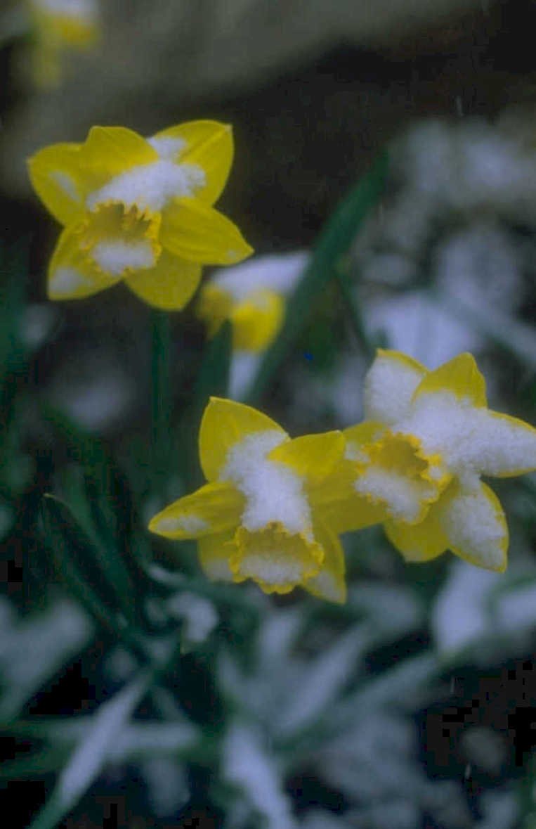 daffodils snow spring 1980s 1990s A4 Photo Print