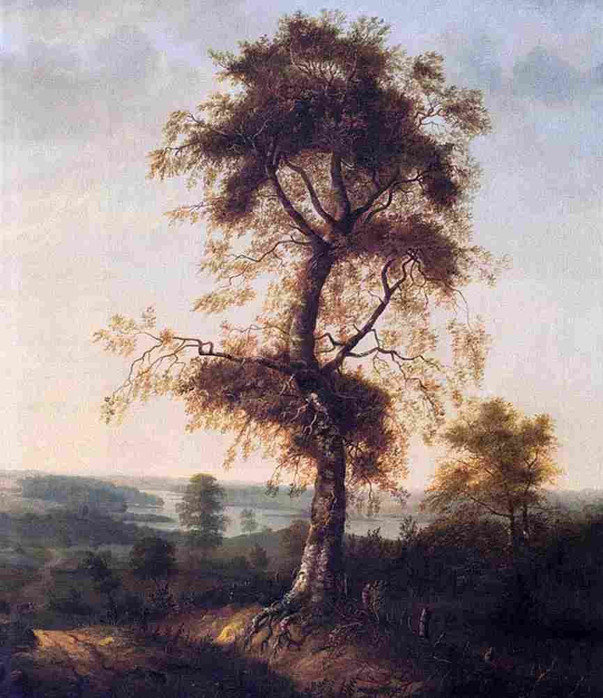 dahl jo Birch in Autumn Landscapes Art A4 Photo Print