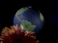dahlia earth bloom1980s 1990s A4 Photo Print
