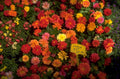 dahlia flower display 1980s 1990s A4 Photo Print