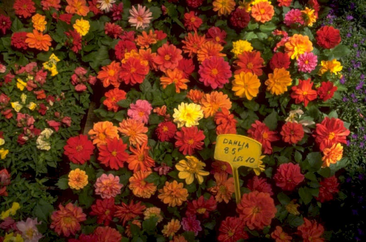 dahlia flower display 1980s 1990s A4 Photo Print