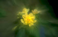 dahlia yellow macro Vintage A4 Photo Print