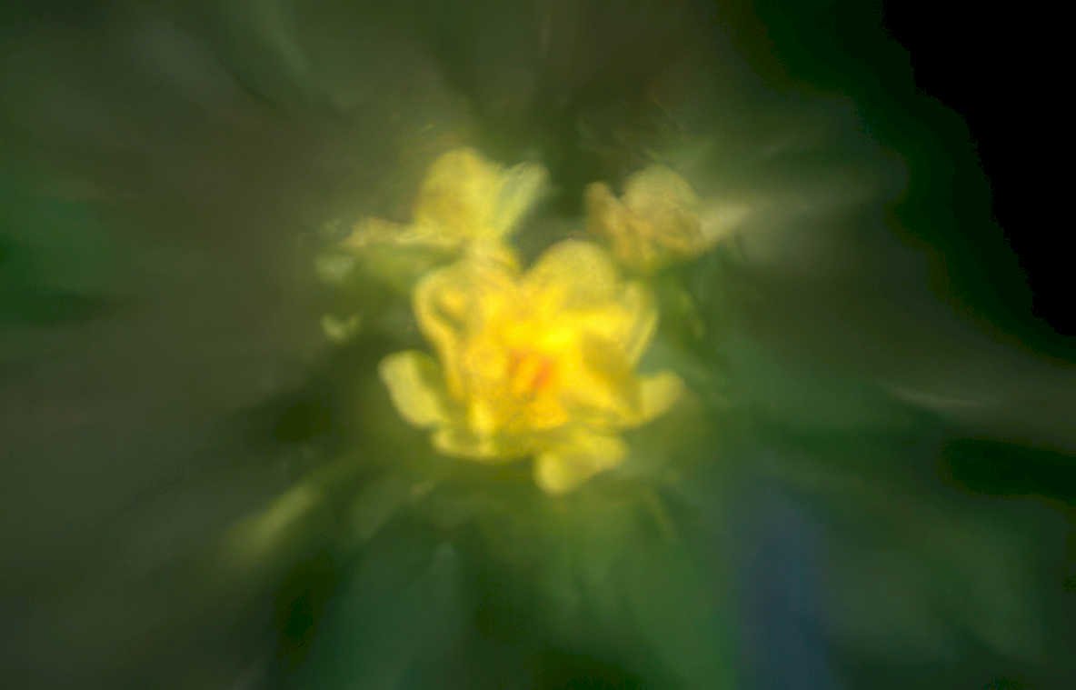 dahlia yellow macro Vintage A4 Photo Print