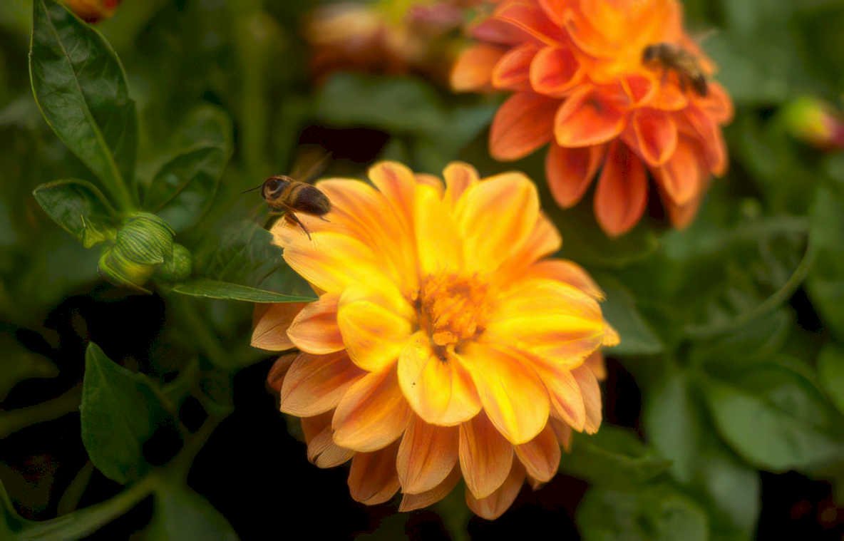 dahlias bees autumn Vintage A4 Photo Print
