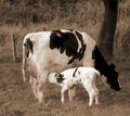 dairy cow calf Vintage world war A4 Photo Print