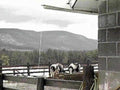 dairy cows farm1980s 1990s A4 Photo Print