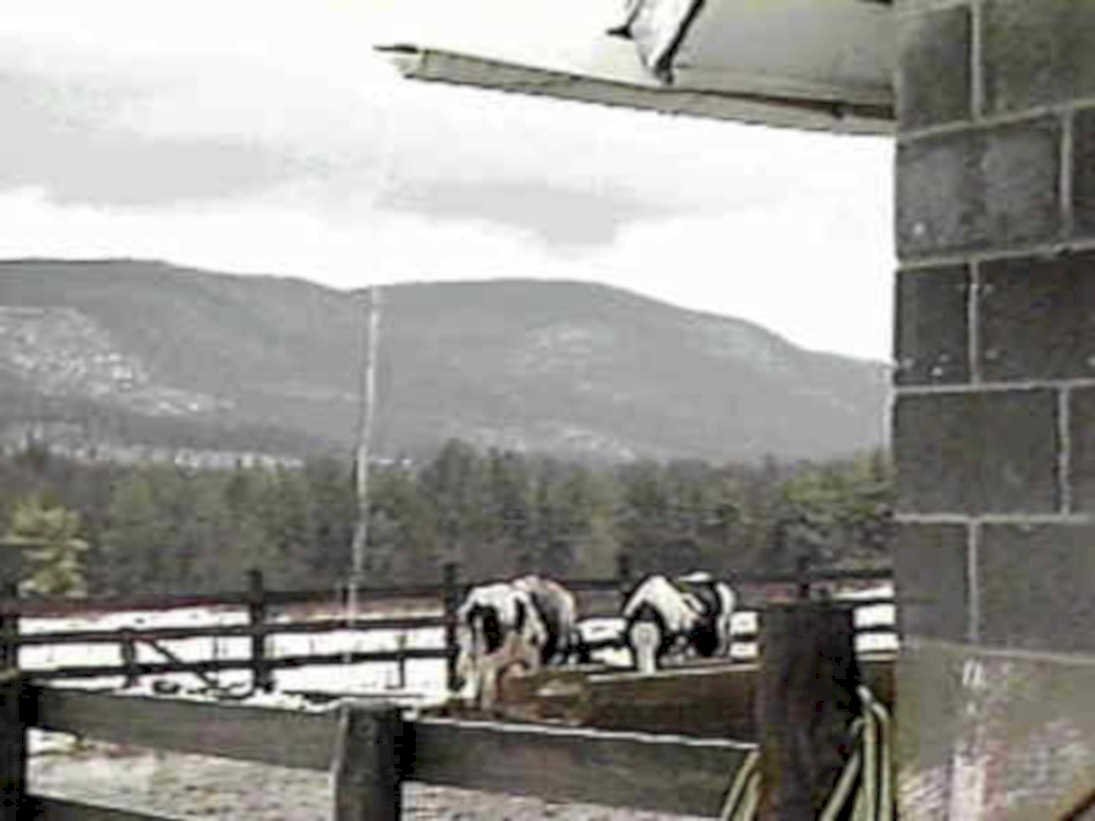 dairy cows farm1980s 1990s A4 Photo Print