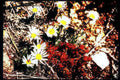 daisies vase 2012 Vintage A4 Photo Print