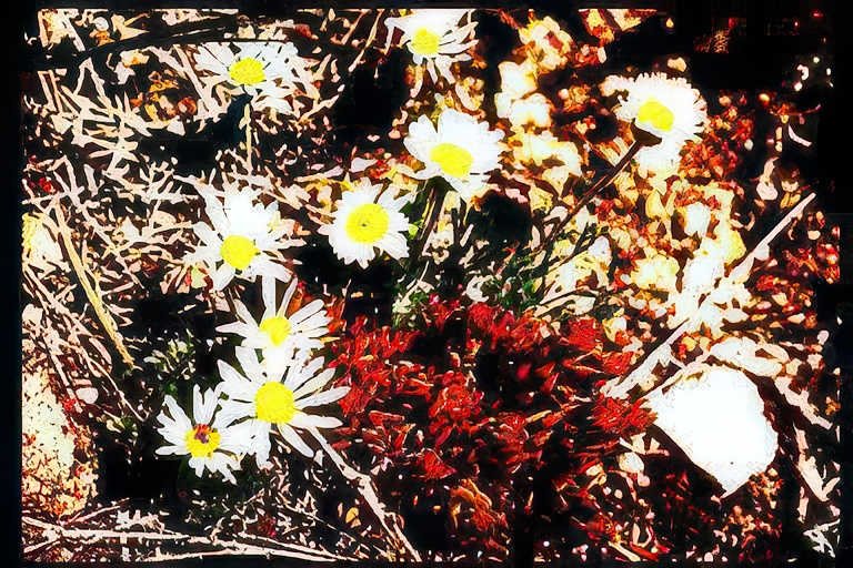 daisies vase 2012 Vintage A4 Photo Print