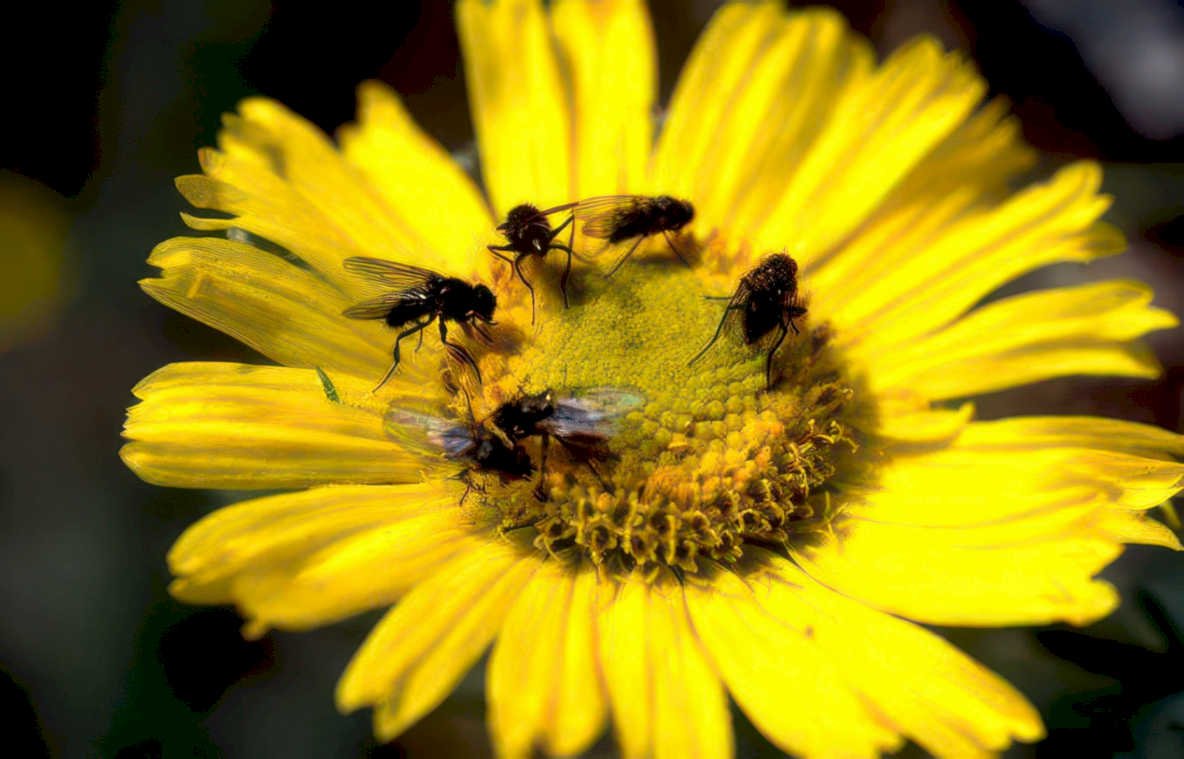 daisy flies dusk Vintage A4 Photo Print