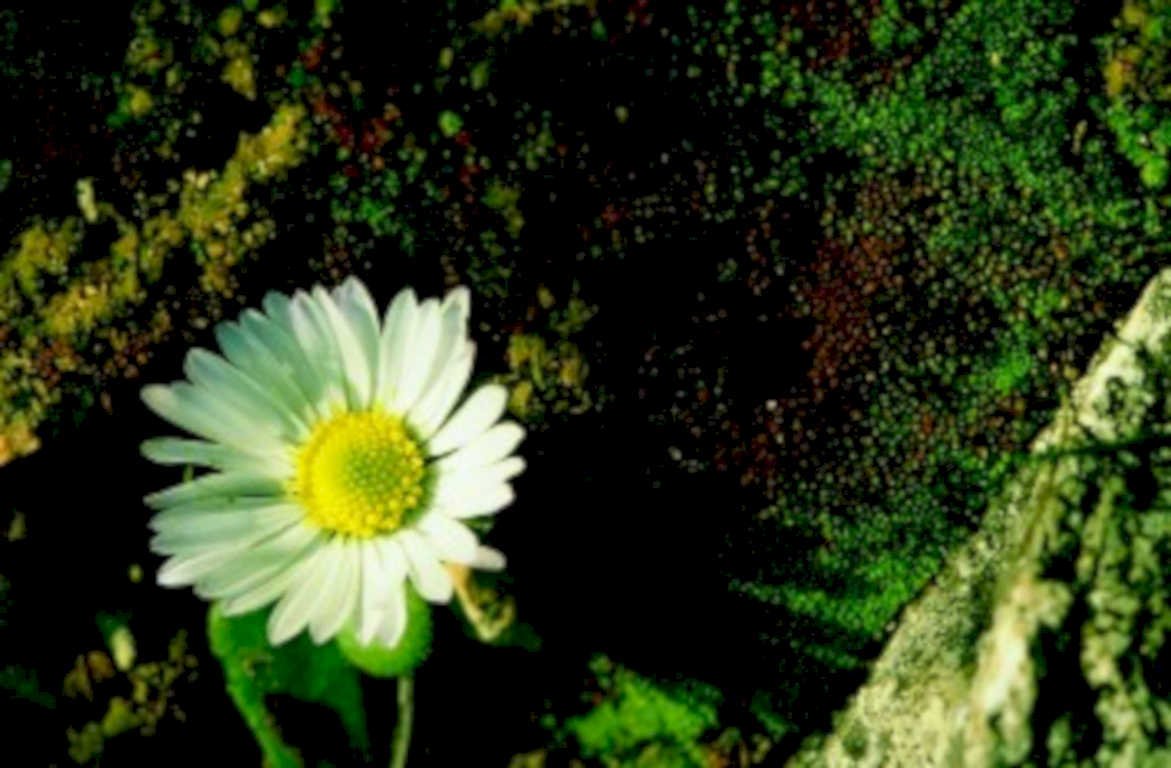 daisy moss flower1980s 1990s A4 Photo Print