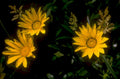 daisy wet morning 1980s 1990s A4 Photo Print