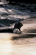 dalmatian cow beach1980s 1990s A4 Photo Print
