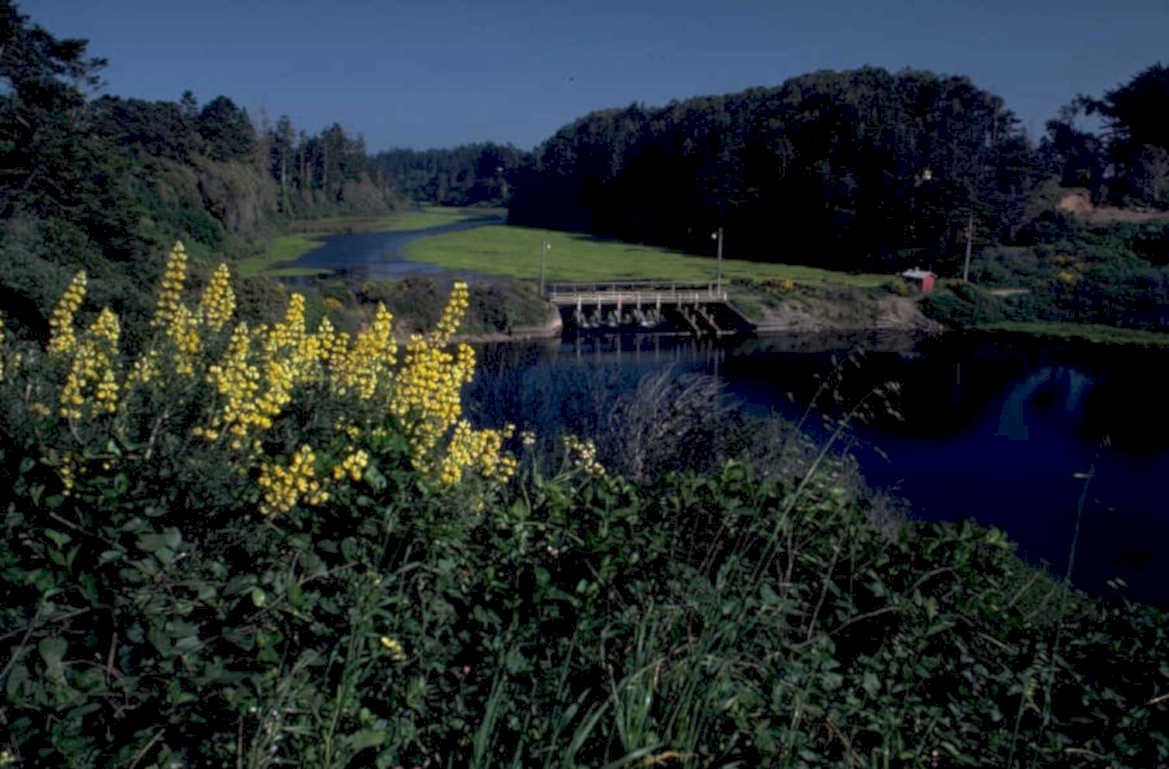dam river lupine 1980s 1990s A4 Photo Print