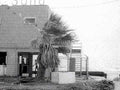damaged palm tree1980s 1990s A4 Photo Print