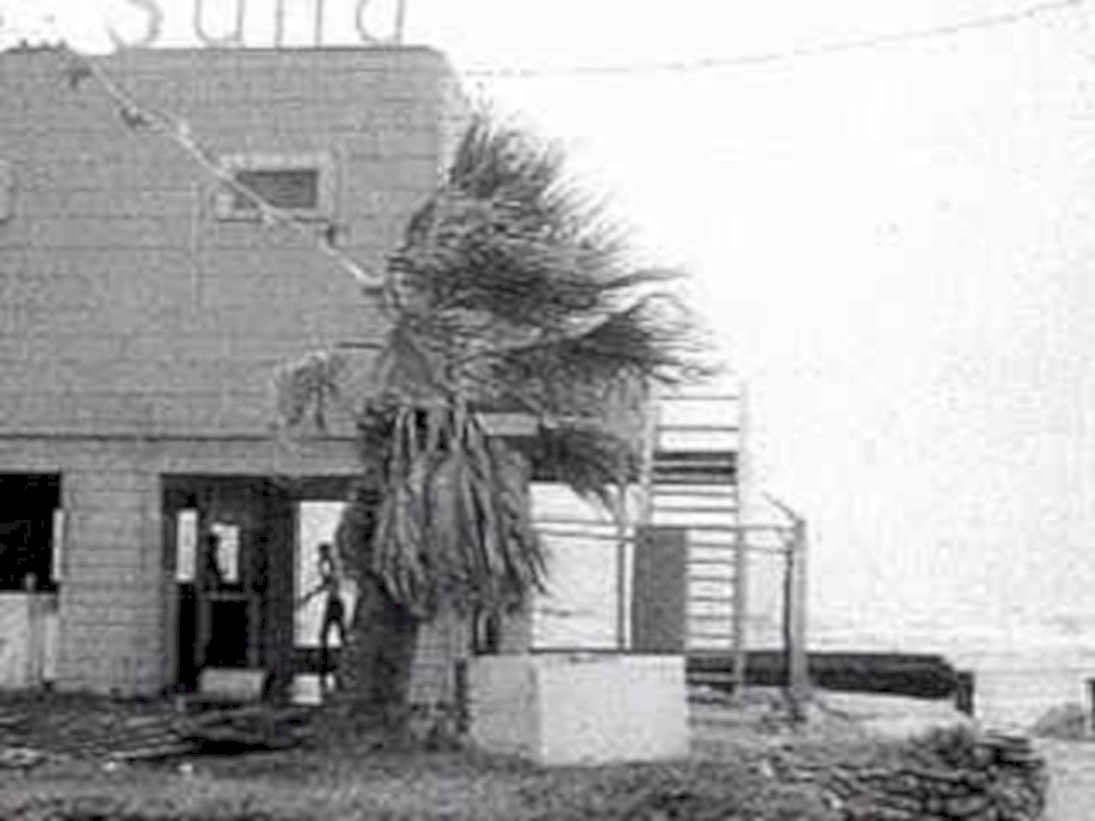 damaged palm tree1980s 1990s A4 Photo Print