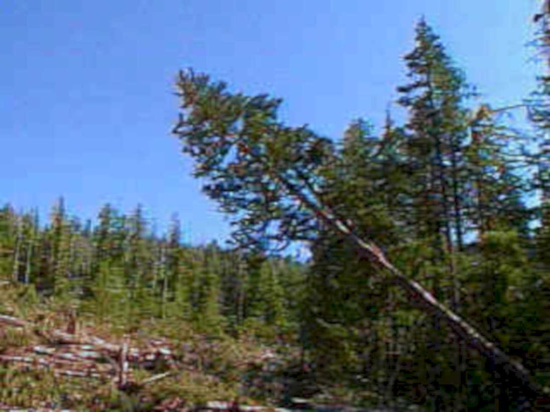 damaged pine tree1980s 1990s A4 Photo Print