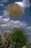 dandelion bloom sky Vintage A4 Photo Print